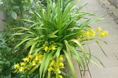  「芦头」养大花蕙兰就是要挤，越挤越容易开花爆盆，适当分株更健康