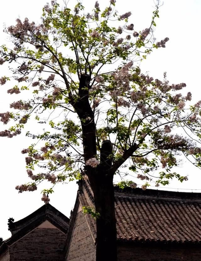  开迎■内乡县衙：桐树花开迎宾客