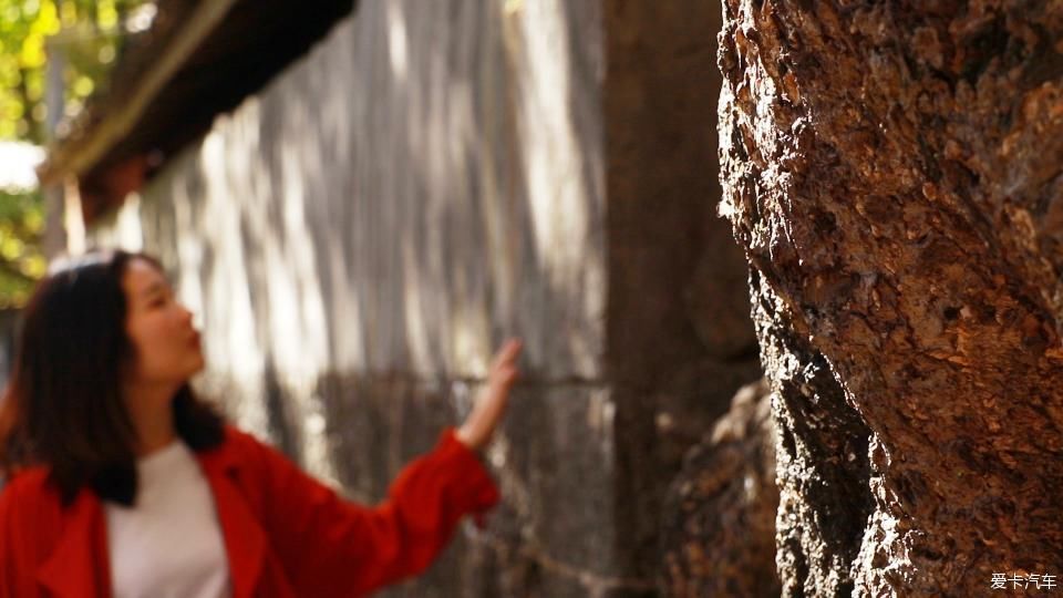 固东银杏村的黄色攻略