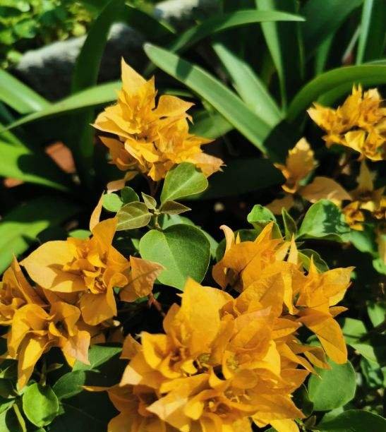  「养分」这3种花,花后狠心剪一刀,来年呼呼爆满盆,亲朋好友来围观!