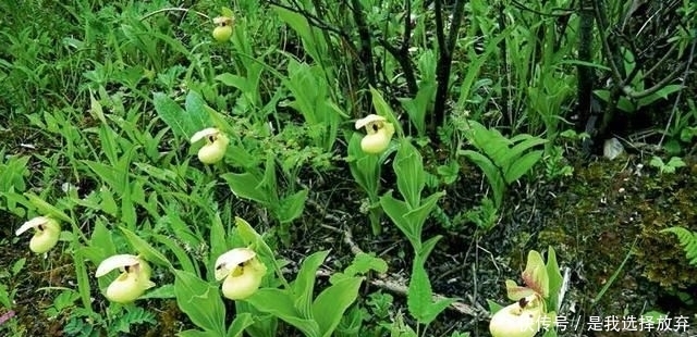 「黄花独蒜兰」正在消失的美丽:稀有兰花