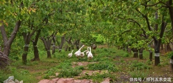  收益|农村人构想果树下养土鸡，你见过这种养殖方式吗，真的有收益吗？