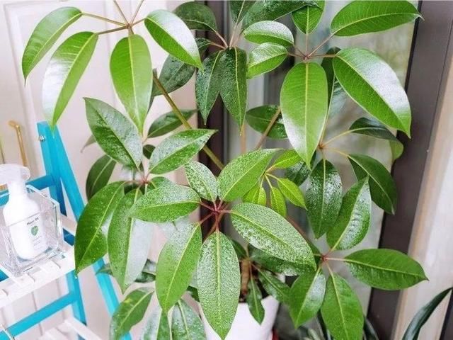 「图片作者」10种小众花，今年最流行，养1盆仙气十足！