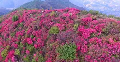 「燃起」余杭燃起“火烧云”,满山的杜鹃花美极了!