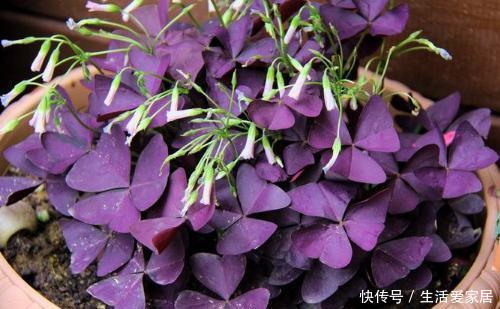  【长到爆盆】这“8种花”阳台院子都能种，丢土里就长，30天长爆盆，太好养了