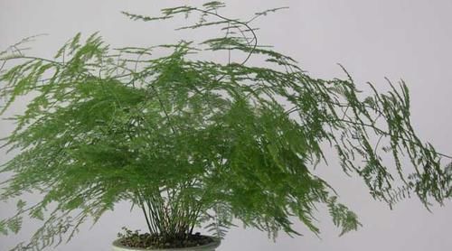  盆栽@家庭养花选这几种，好养又旺家，观赏价值高，是盆栽佳品！