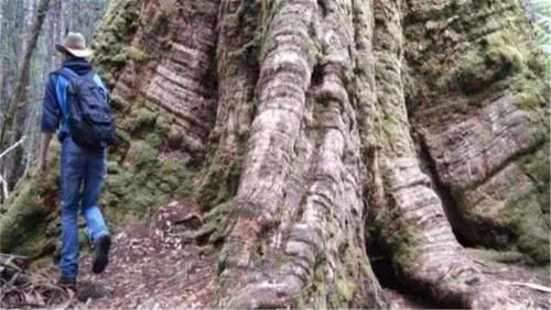 世界上最高的树，相当于50层楼高，中国却禁止种植此树