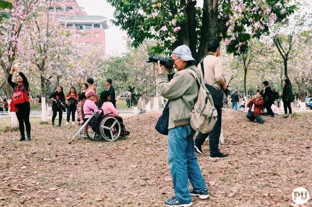 靓！佛山周边1500株樱花已盛开，最美的春天在这里~