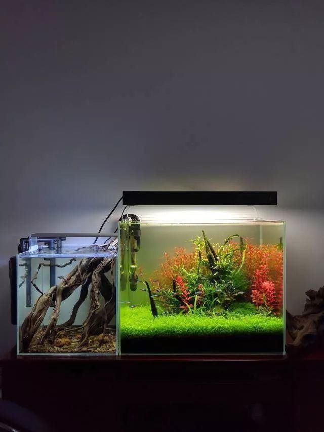  「养草」从养鱼到养草，从雨林缸到水陆缸 | 10年水族之路