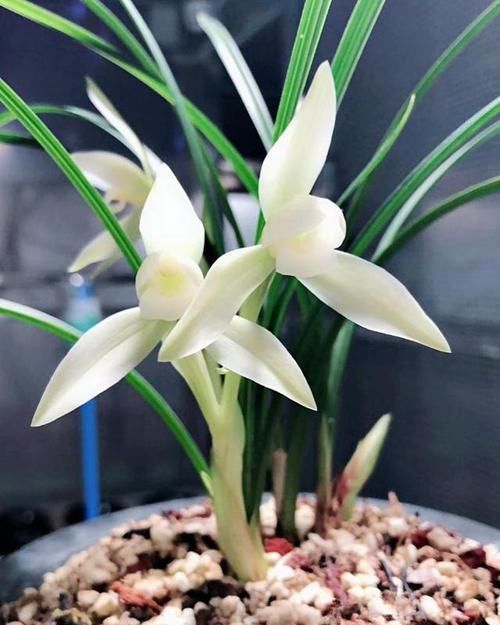  「堪称」此兰灵气最强，花色雪白如玉，花香怡人浓而不烈，堪称兰种之精品