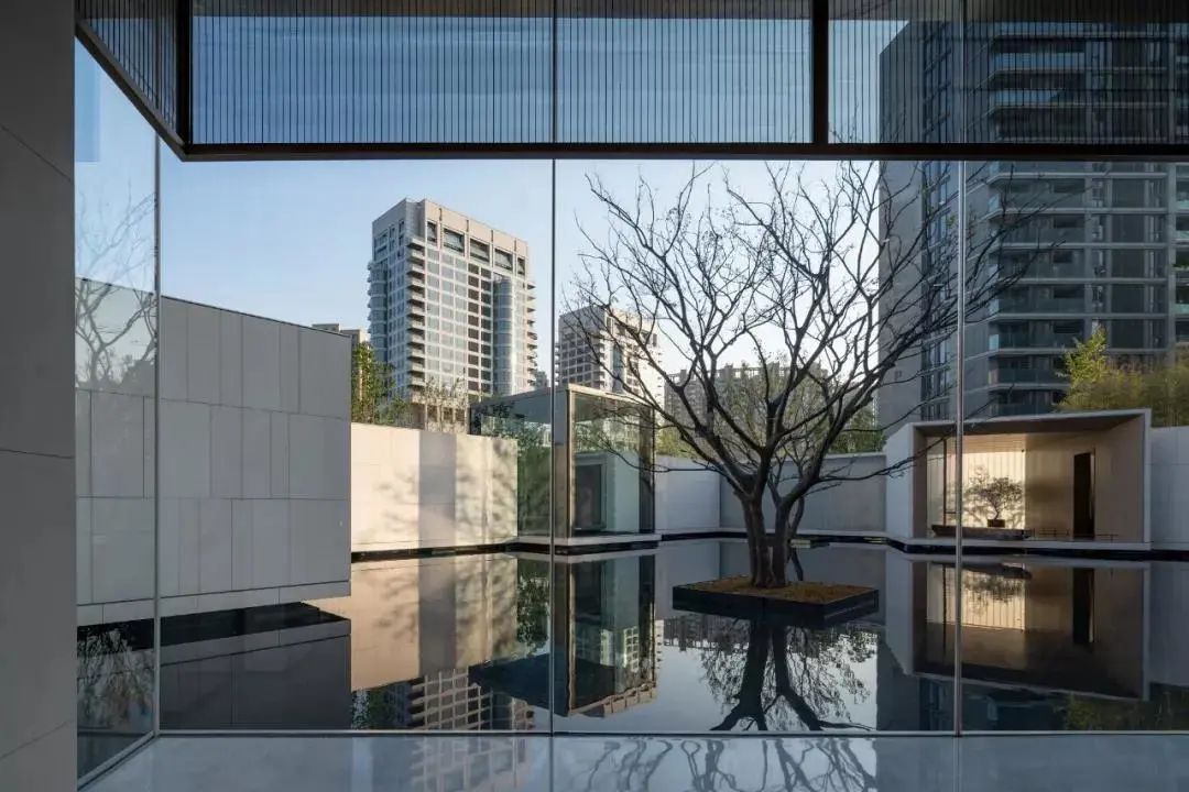  「棵树」一颗树，点亮整个庭院空间，美呆了~（附孤植清单）