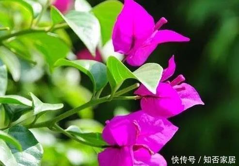 「三角梅」春养三角梅不开花?学会这三个小技巧,蹭蹭长成一面墙