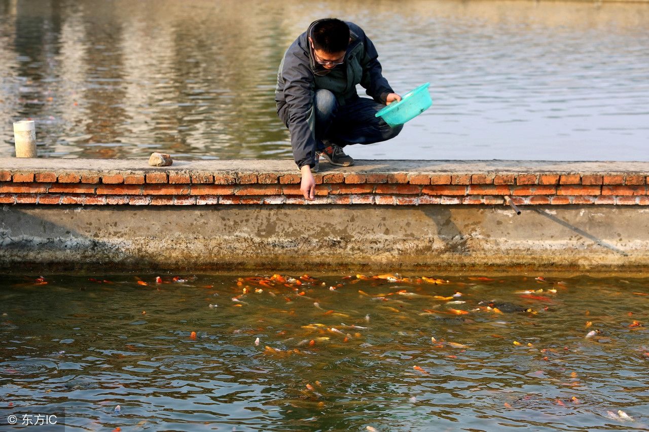顾锐峰在投食(图片来自东方ic)