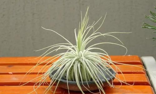  附生植物：植物能“自由”成什么样？教你几种“不要土”的附生植物...