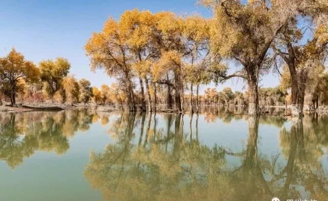 大美新疆，上眼胡杨