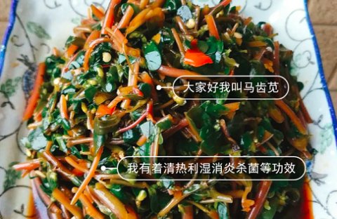 还记得农村田里那个叫“马齿苋”的东西吗？你还在吃吗？