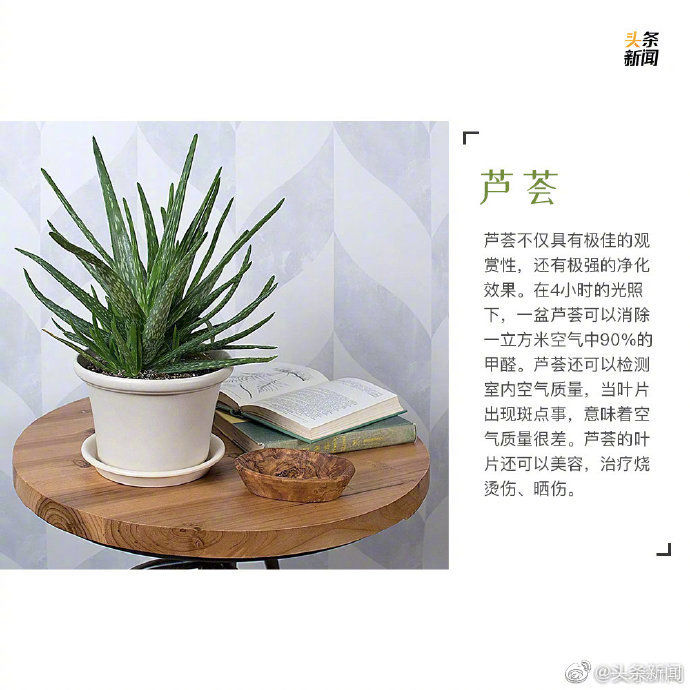  绿植：9种最宜家养的绿植 让你的家里春色满满