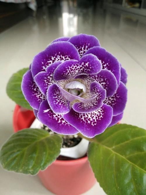  「最长」花期最长的植物，全年开花爆盆，观赏价值高，易养活，是盆栽佳品