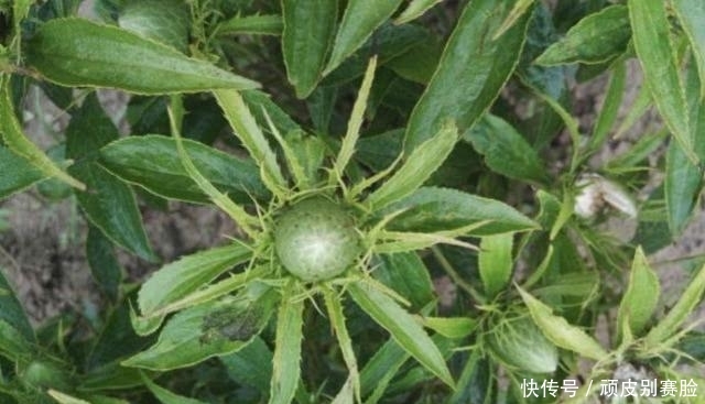 农村这一野草，浑身长满刺，以前无人敢碰，殊不知用来煲汤是一绝