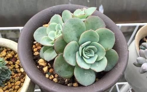  露养■多肉露养好时节：扔外面，1个月没管，美得跟整容了一样！