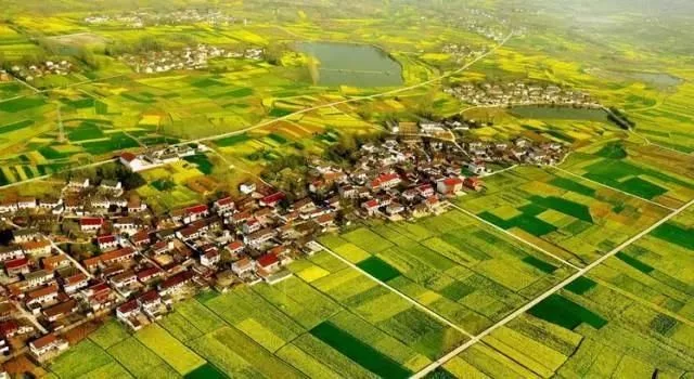 中国最美的油菜花海,油菜花逐渐“染黄”了神州大地