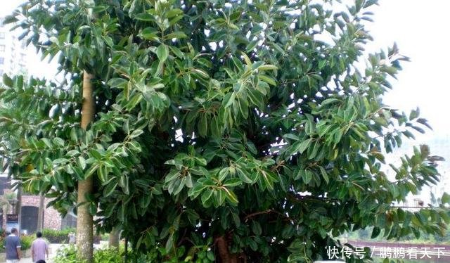 「霸占」丢了一棵橡皮树,3年长疯了,横竖8米宽,霸占了道路惹人怨