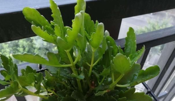  [凋零]凋零之后的长寿花，修剪和养护做得好，来年花苞一茬接一茬