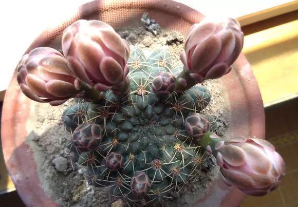 「还要」4种仙人掌植物“爱开花”,一开一大片,比蟹爪兰还要好看!