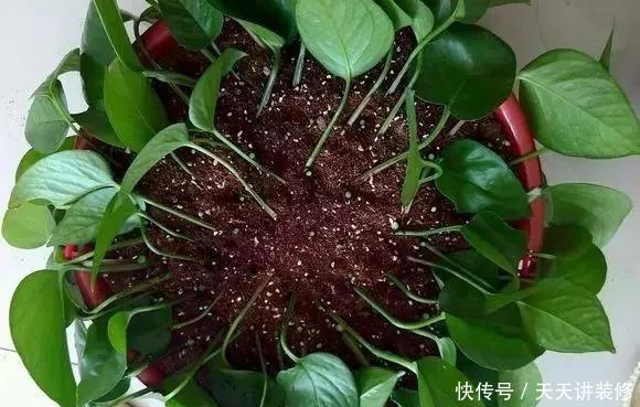 『绿萝』养花技巧：春天赶紧扦插绿萝，扯根枝插3盆，5种方法个个好活！