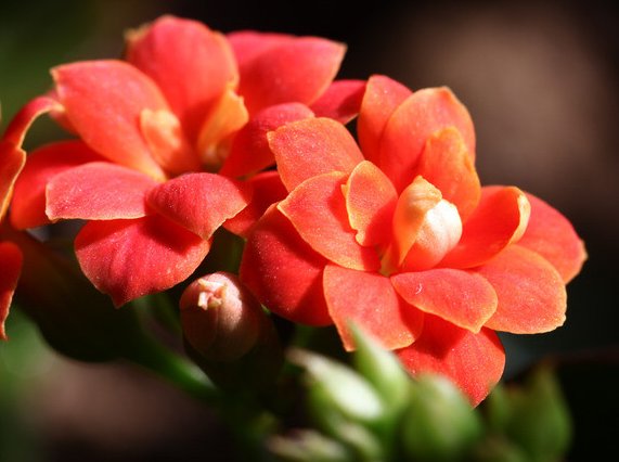  迷人■这些花朵好养易爆，转眼就能花开满盆，花朵艳丽且迷人，超美