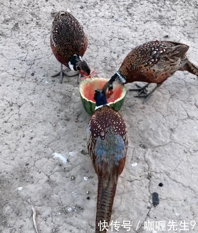 农民养殖野生的“它”，营养价值高，论只卖百元，年赚几十万！