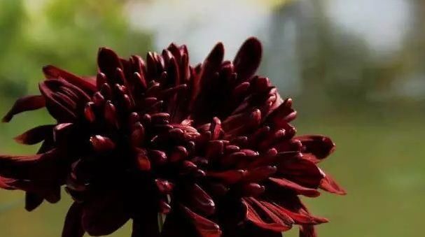 #瞟一眼#“黑色花卉”不好看,那是你没见到“这些花”,瞟一眼就忘不了