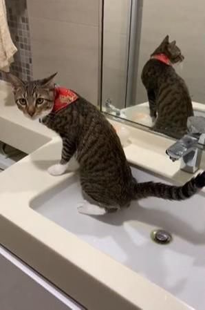 猫咪跑到洗手台尿尿,还手动“拨尿”,网友:有较强自我管理意识