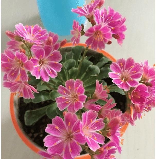 绿萝:绿萝吊兰已过时,这种盆栽花色绚丽,又好养,一年四季有花赏