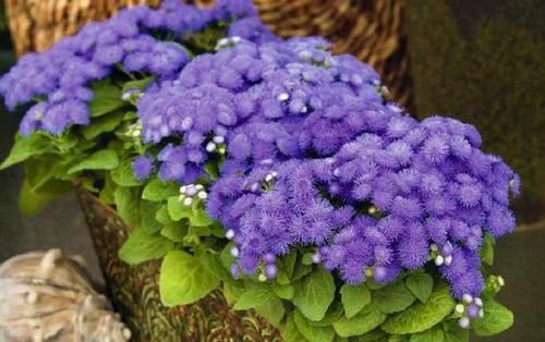 扦插：林中1种“紫花草”，花开清新可爱，折1枝条带回家，能做小巧盆栽
