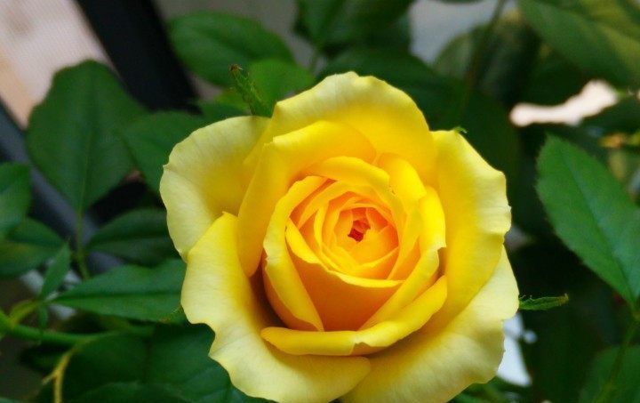  #便是#这几款花卉，便宜又好养，入秋便是“开花机器”，养在阳台极美了