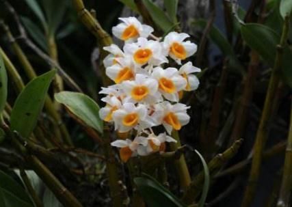 「葡萄」夏天,球花石斛就靠“它”,花苞似“葡萄”,花开一串串,不停歇
