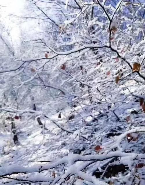 密云的雪美爆了！一夜之间好似进入了童话世界