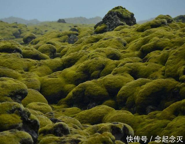 冰岛神秘的“苔原”景观,如同置身天外星球,还曾掩盖一个村庄