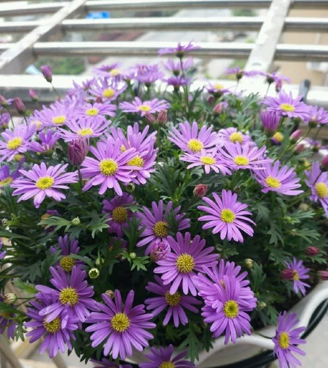 『开花爆盆』此盆栽花号称“开花机器”,四季花开不停,爆盆容易还很好养