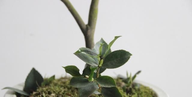  【适合】一种简单的茶花扦插方法，管理简单，生根快，适合家中操作