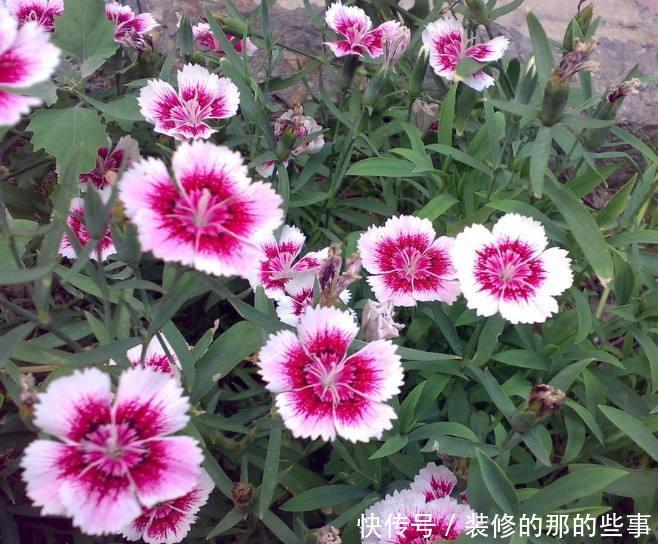  『石竹花』3种花，是“开花机器”，家里养起来，果断变成小花园！