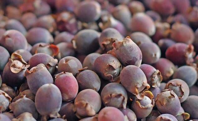  「果实」它珍贵稀少，果实可泡酒“祛风除湿”，若见到记得只采