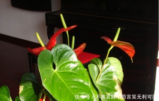  『试试』家里的书桌除了书什么都没有，过于单调，那就试试这几种小盆栽吧