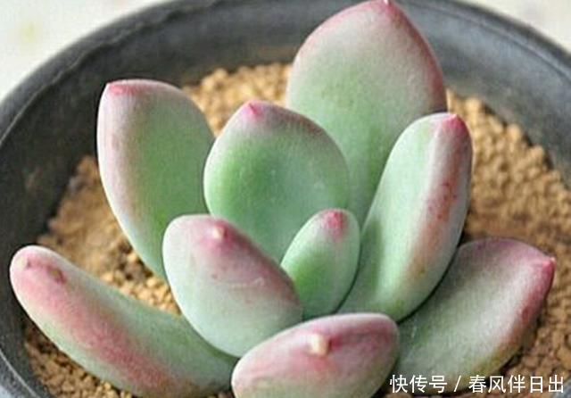  夏季■多肉里的这种“美人”，夏季也不休眠，充足光照晒出美人尖