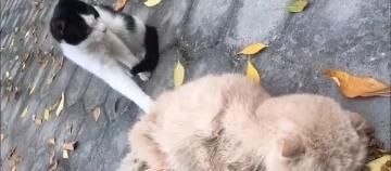  「奶牛」奶牛猫大叫向人求救，走近一看才知竟是为救将死的它，事后感动哭