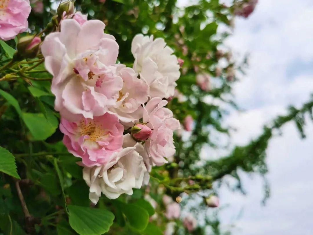  「打卡」蔷薇花开，待君归来|“云打卡”校园网红景点