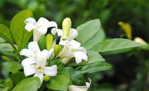 【春天】“香气十足”的3种花,春天正好可以养,家里放1盆还能“驱蚊”!