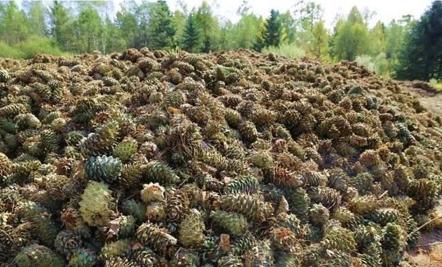  「东北松子」它是一种野生坚果，今年上市就卖50元一斤，农民：采摘过程很艰辛