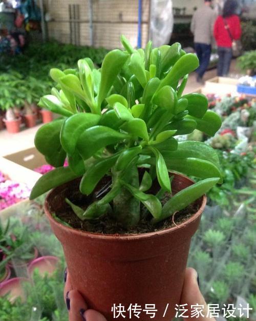 『种植物』一种“椒草”长出大斧子,开春养护要狠心修剪,窜出更多新枝